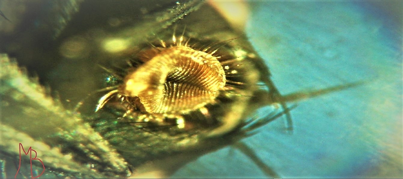 labello di mosca domestica al microscopio ottico